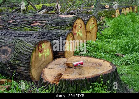 Tronchi di quercia abbattuti nella foresta, legno di quercia di bassa qualità delle qualità B, C e D , Germania, Assia Foto Stock