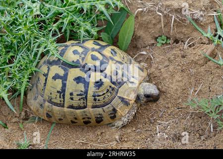 Tartaruga Hermanns, tartaruga greca, tartaruga Boettgers (Testudo hermanni boettgeri), a terra, vista laterale, Croazia Foto Stock