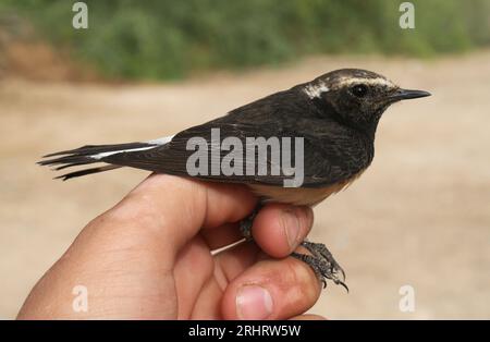 Siero del latte di cipro, siero del grano piato di Cipro (Oenanthe cypriaca), siero del latte di Cipro in cattività in fase di ispezione, vista laterale, Israele, Eilat Foto Stock