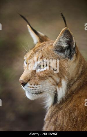 Lince del nord (lince lince lince), ritratto, vista laterale, Germania Foto Stock