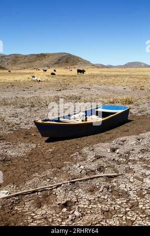 Lago Titicaca, BOLIVIA; 18 agosto 2023: Una barca a remi di legno, canne di totora morte e bestiame al pascolo sulla baia di Cohana quasi essiccata sul lago interno / Huiñay Marka (la parte più piccola del lago Titicaca) vicino al villaggio di Cumana. I livelli dell'acqua nel lago Titicaca si stanno avvicinando al livello minimo record stabilito nel 1996, il più basso da quando il servizio meteorologico della Bolivia (Senhami) ha iniziato a tenere registri nel 1974. Molti incolpano il cambiamento climatico; gli ultimi anni sono stati più secchi del normale e El Niño si sta attualmente rafforzando nell'Oceano Pacifico al largo del Sud America. Foto Stock