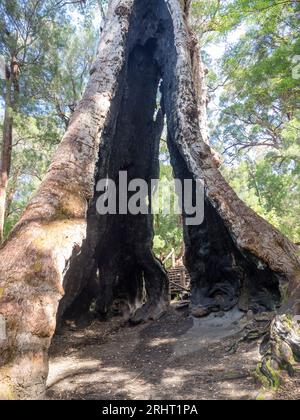 Gigante Tingle Tree (Eucalyptus jacksonii) Walpole-Nornalup National Park, Australia Occidentale, Australia Foto Stock