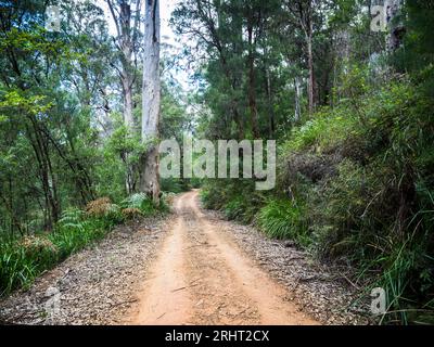 Bibbulmun Track, Walpole-Nornalup National Park, Australia Occidentale, Australia Foto Stock