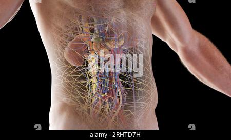 Organi interni, illustrazione Foto Stock