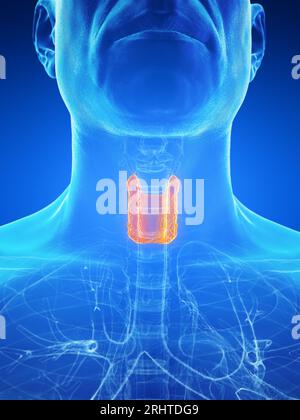 Ghiandole tiroidee maschili, illustrazione Foto Stock