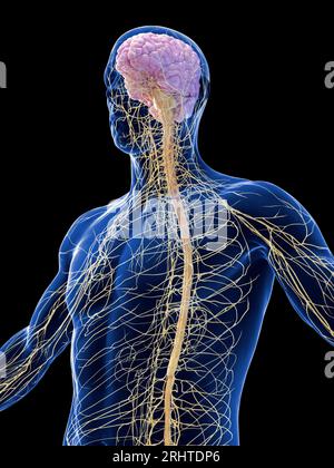 Maschio sistema nervoso, illustrazione Foto Stock