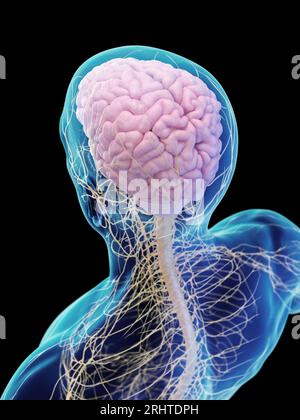 Maschio sistema nervoso, illustrazione Foto Stock