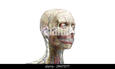 Anatomia della testa, illustrazione Foto Stock