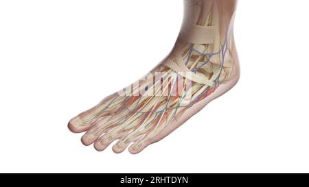 Anatomia del piede sinistro, illustrazione Foto Stock