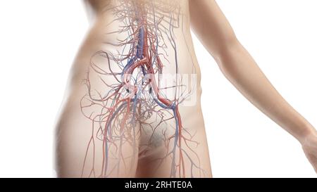 Sistema vascolare dell'addome e della pelvi, illustrazione Foto Stock