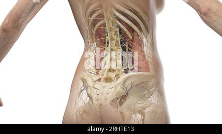 Anatomia addominale, illustrazione Foto Stock