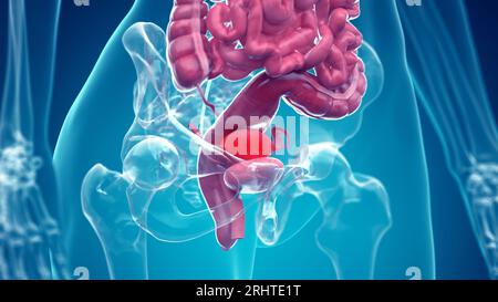 Organi addominali, illustrazione Foto Stock