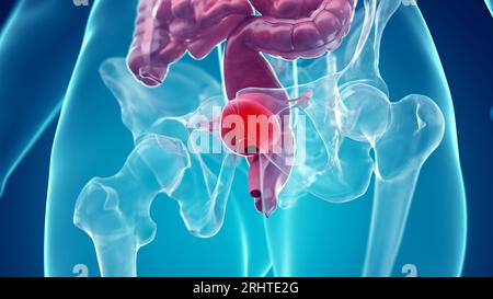 Utero e vescica, illustrazione Foto Stock