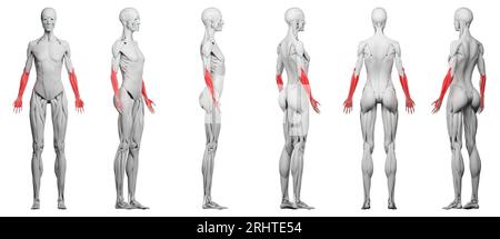 Muscoli del braccio inferiore, illustrazione Foto Stock