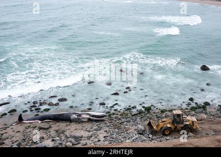 Costa balena spiaggiata in Perù. Spiaggia di Punta Hermosa. Lima Foto Stock