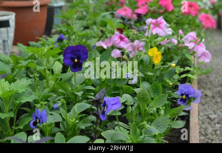 Bellissimi fiori di pansies in aiuole in serra. Giardino d'epoca e oggetti da piantare, natura morta botanica con piante estive e primaverili Foto Stock