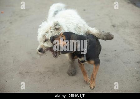 I cani combattono. Gli animali domestici giocano. Morso di cane. Aggressione animale. Comportarsi nei cani. Foto Stock