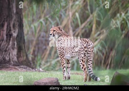 Un singolo ghepardo adulto (Acinonyx jubatus) si erge maestosamente, in posizione semi-profilo, fissando in lontananza. Foto Stock