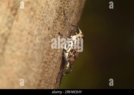 Brown weevil riposa su bambù essiccato, Giava, Indonesia. Mecopus sp. Foto Stock