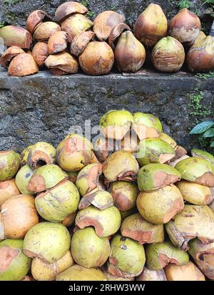 Bucce di cocco spaccate su una parete grigia di cemento per asciugarsi al sole a Bali, Indonesia. Le bucce saranno tritate per creare fibre di cocco da vendere. Foto Stock