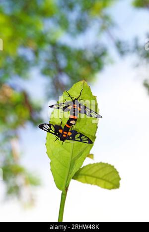 Coppia di farfalle ad ala trasparente che si accoppiano sulla foglia verde dell'albero Foto Stock