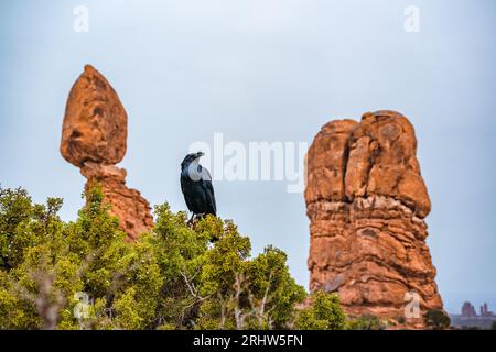 corvo seduto su un albero all'arches nationalpark utah Foto Stock