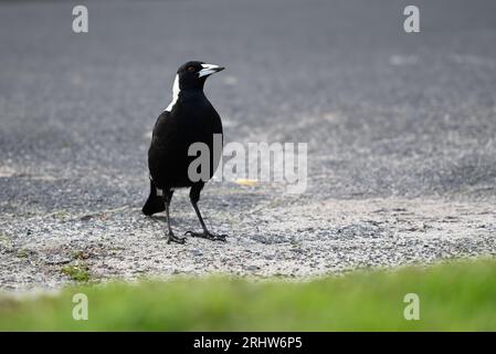 Magpie australiane con la testa leggermente girata mentre si erge su asfalto, con il verde di una striscia naturale sfocata in primo piano Foto Stock