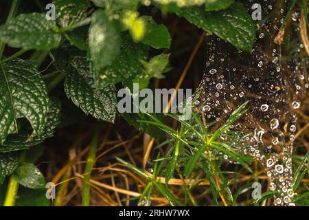 Gocce di pioggia sulla ragnatela nell'erba. Gocce d'acqua sulla rete a ragno. Paesaggio estivo, primo piano. Foglie di menta con gocce d'acqua. Schema naturale, primo piano. Foto Stock