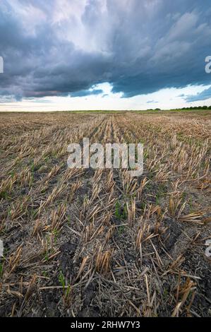 Vista in prospettiva di una nuvola di tempesta scura su un campo di stoppia post-raccolta. Foto Stock