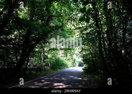 east blean woods nella città di canterbury, contea di kent, regno unito, 18 agosto 2023 Foto Stock