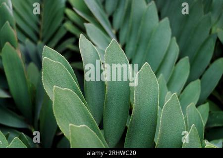 Primo piano delle foglie verdi zamia furacea Foto Stock