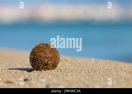 Palla di Posidonia sui grani di sabbia sulla spiaggia e bel bokeh Foto Stock