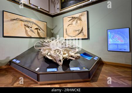 Vienna, Austria. 16 agosto 2023. Museo di storia naturale a Burgring 7, 1010 Vienna. Scheletro di un Archelon ischyros Foto Stock