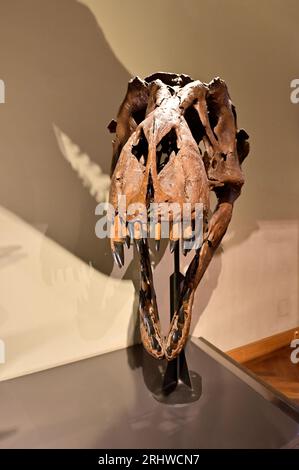 Vienna, Austria. 16 agosto 2023. Museo di storia naturale a Burgring 7, 1010 Vienna. Cranio di Tyrannosaurus rex Foto Stock