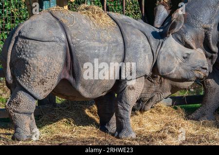 Bambini rinoceronti che giocano nella paglia. Foto Stock