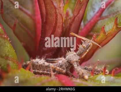 Insetto spiny assasin (Sinea spinipes) - Contea di Hall, Georgia. Una ninfa di insetto assasin si trova all'interno del gruppo di foglie di una pianta di impatiens. Foto Stock