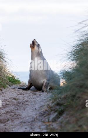 Una foto di un sealion seduto su un sentiero che ruggisce. Questa foto è stata scattata a Dunedin, nuova Zelanda Foto Stock