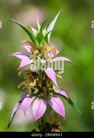 Beebalm maculato (Monarda punctata) - Contea di Hall, Georgia. La colorata fioritura di beebalm creata per attirare le api per la polinazione. Foto Stock