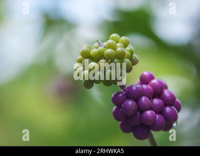 American Beautyberry (Callicarpa americana) - Contea di Hall, Georgia. I colori contrastanti del verde e del viola da frutti maturi e maturi dell'America Foto Stock