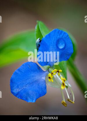 Fiore del giorno asiatico (Commelina communis) - Contea di Hall, Georgia. La piccola e intricata fioritura di un fiore del giorno. Foto Stock