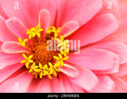 Zinnia comune (Zinnia elegans) - Contea di Hall, Georgia. La complessa simmetria di una zinnia tra i petali di una zinnia fiorita. Foto Stock