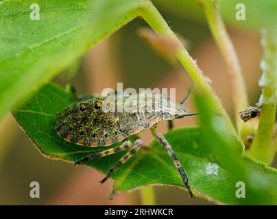 Un bug puzzolente si trova all'ombra creata dalle foglie di un albero d'acero. Foto Stock