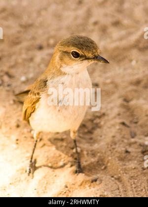 Un Marico Flycatcher, Melaenornis mariquensis, sul campo, impegnato a chiedere scarti nel deserto del Kalahari in Sudafrica. Foto Stock