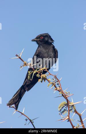 Un drongo dalla coda a forcella, Dicrurus Adsimilis, che guarda di lato, arroccato su un ramo coperto di spina contro un cielo blu nel deserto del Kalahari Foto Stock