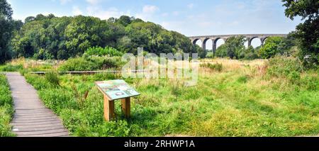 Barry, Galles - 17 agosto 2023: Persone che camminano i loro cani su una passerella di legno a Porthkerry Country Psrk, nel Galles meridionale Foto Stock