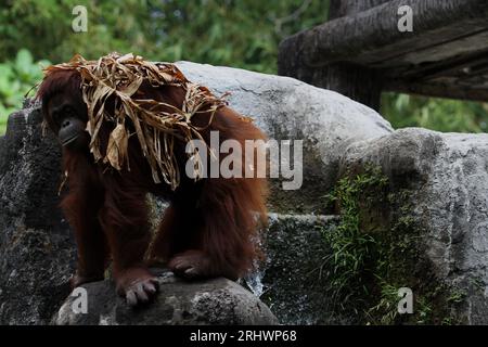 19 agosto 2023, Yogyakarta, regione speciale di Yogyakarta, Indonesia: Un orangutano borneo di 33 anni (Pongo pygmaeus) di nome Joy è stato visto allo zoo di Gembira Loka, durante la giornata mondiale degli oranghi a Yogyakarta. (Immagine di credito: © Angga Budhiyanto/ZUMA Press Wire) SOLO USO EDITORIALE! Non per USO commerciale! Crediti: ZUMA Press, Inc./Alamy Live News Foto Stock