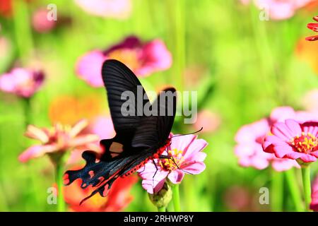 La farfalla comune di rosa deglutizione o Pachliopta aristolochiae poggia sulla fioritura di Zinnia o fiore giovanile e vecchiaia Foto Stock