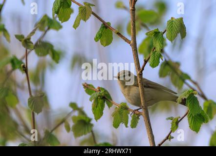 Chiffchaff comune (Phylloscopus collybita) guardando indietro la macchina fotografica seduto sul ramo di nocciole, foresta di Bialowieza, Polonia, Europa Foto Stock