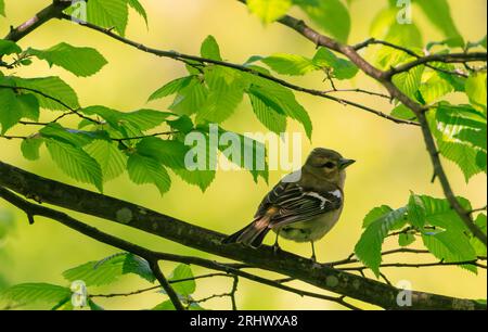 Chaffinch eurasiatico (Fringilla coelebs) in una diramazione in primavera guardando indietro la macchina fotografica, Foresta di Bialowieza, Polonia, Europa Foto Stock