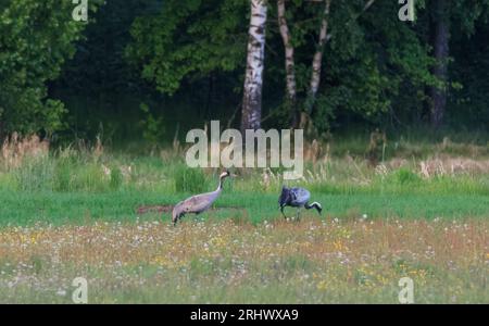 Gru comune (Grus grus) in campo contro prati offuscati, voivodato di Podlaskie, Polonia, Europa Foto Stock